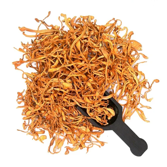 Cordyceps-Mushroom