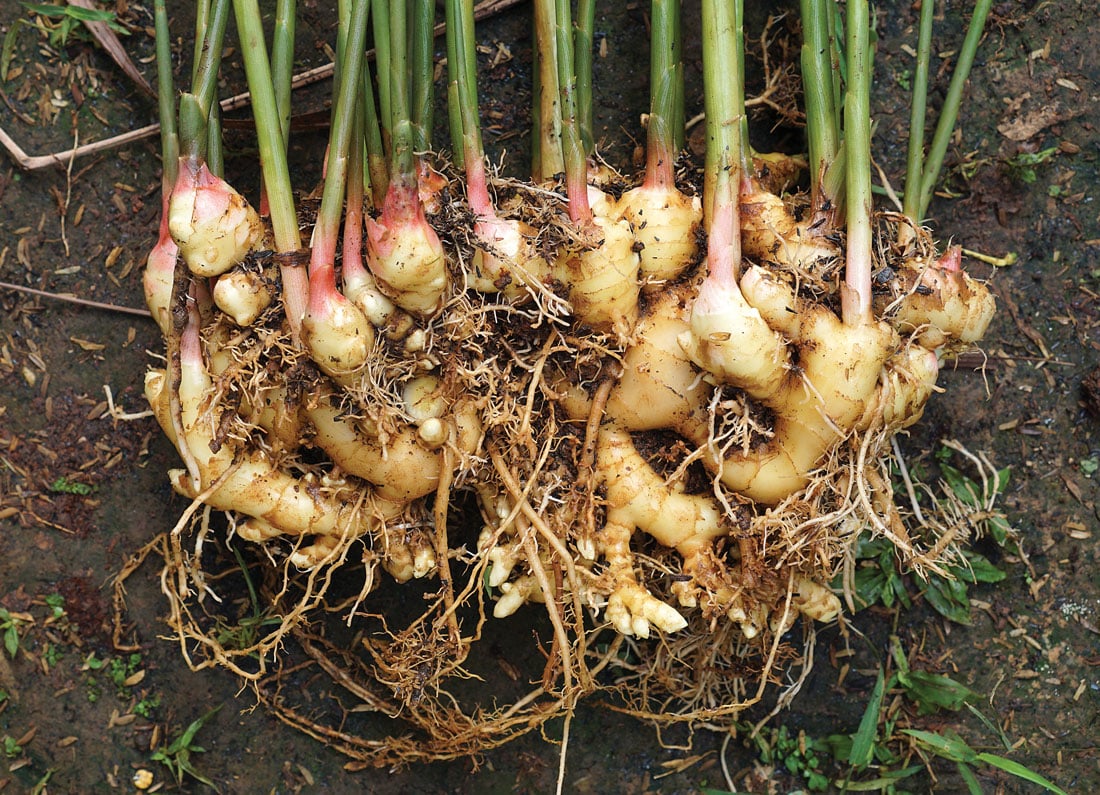 Ginger-root