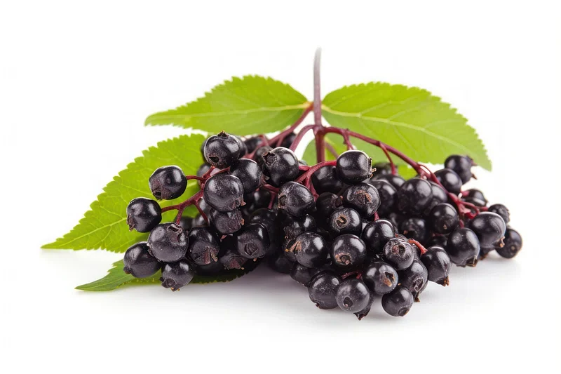 Elderberry Fruit