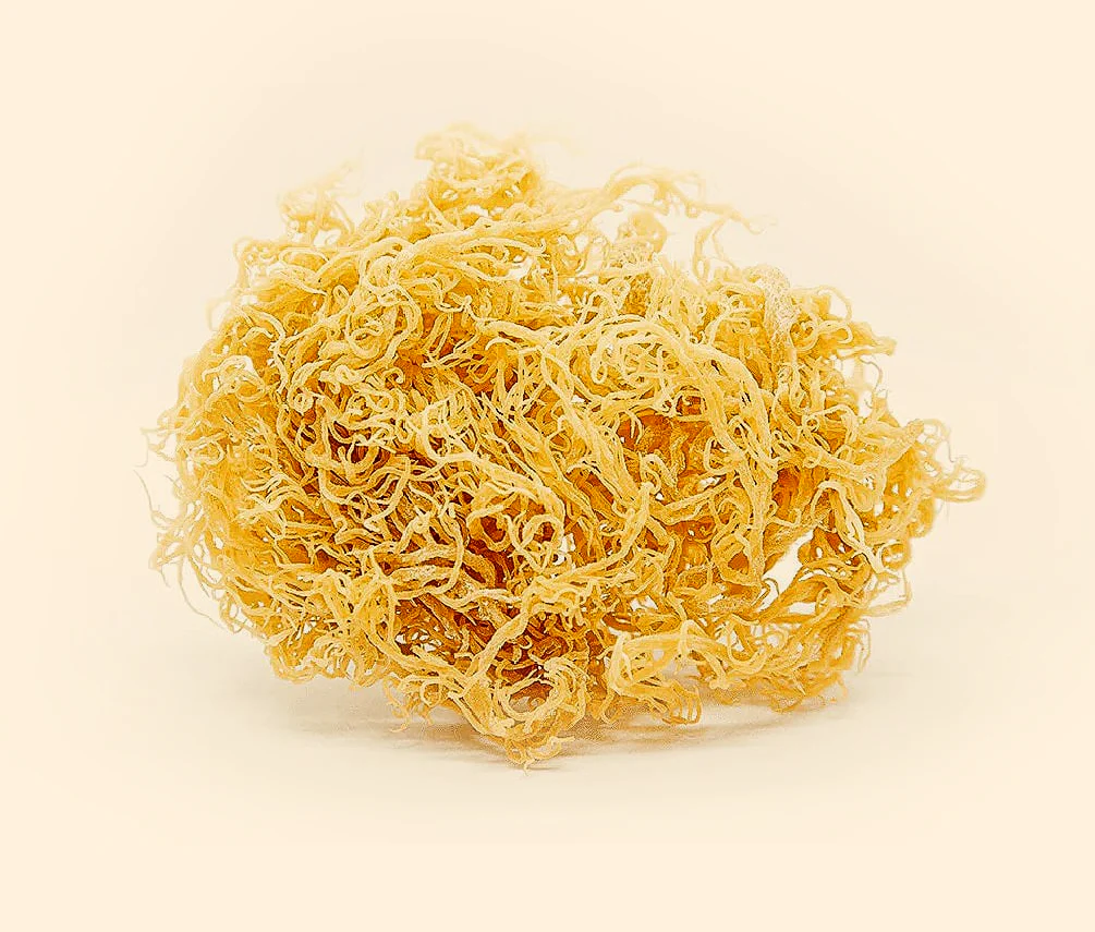 100% Wildcrafted Sea Moss