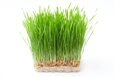 Organic Wheat Grass