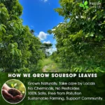 SOURSOP-NATURAL-TEA